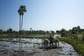 Farmer plowing with oxen flooded rice fields in Inwa Ava, Myanmar, back to the roots, sustainable agriculture