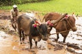 Farmer plowing the paddy field with his bulls before planting rice, Pune Royalty Free Stock Photo