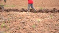 Farmer plowing rice field for planting in organic farm agriculuture in Thailand