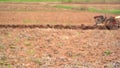 Farmer plowing rice field for planting in organic farm agriculuture in Thailand