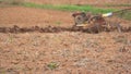 Farmer plowing rice field for planting in organic farm agriculuture in Thailand, farmer in field for working with tractor,