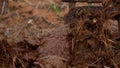 Farmer plowing rice field for planting in organic farm agriculuture in Thailand