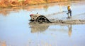 Farmer plowing rice fields