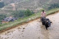 Farmer plowing rice paddy with buffalo, Guizhou, China. Royalty Free Stock Photo