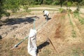 Farmer plowing soil for planting ,