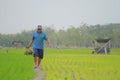 A farmer plows a field with a tractor in a paddy field, Purworejo, Indonesia