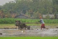 A farmer plows a field with a tractor in a paddy field, Purworejo, Indonesia