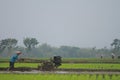 A farmer plows a field with a tractor in a paddy field, Purworejo, Indonesia