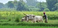 A farmer plows his field with a pair of oxen in preparation for rice planting in India