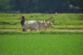 A farmer plows his field with a pair of oxen in preparation for rice planting in India