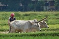 A farmer plows his field with a pair of oxen in preparation for rice planting in India