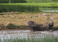 Farmer plows through muddy rice paddy with motorized machine.