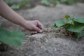 Farmer pluck grass to control weed at vegetable garden Royalty Free Stock Photo