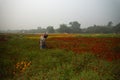 Farmer plucking up flowers in marigold field, for sale. Royalty Free Stock Photo