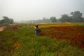 Farmer plucking up flowers in marigold field, for sale. Royalty Free Stock Photo