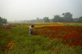 Farmer plucking up flowers in marigold field, for sale. Valley of flowers. Tagetes, annual or perennial, herbaceous plants, family Royalty Free Stock Photo