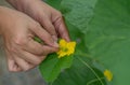 The farmer pollinating melons flower.