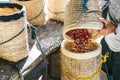 Farmer pouring hand picked ripe Red Arabica Coffee Berries in another basket in the Akha village of Maejantai on the hill. Royalty Free Stock Photo