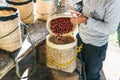 Farmer pouring hand picked ripe Red Arabica Coffee Berries in another basket in the Akha village of Maejantai on the hill. Royalty Free Stock Photo