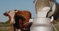 Farmer pours milk into can, in the background of a meadow with a cow Royalty Free Stock Photo