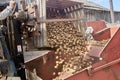 Farmer pours raw seed potatoes into potato planter.