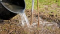 Farmer pours water from a bucket on young tree seedlings in sunny weather. Volunteer planting tree and watering. Process Royalty Free Stock Photo