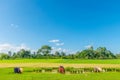 The farmer practice, an ancient method,to plantation, green paddy rice field with beautiful sky and cloud