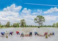 The farmer practice, an ancient method,to plantation, green paddy rice field with beautiful sky and cloud in Thailand