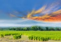 The farmer practice, an ancient method,to plantation, green paddy rice field with beautiful sky and cloud, Thailand`s fuji