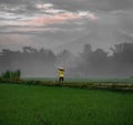 A farmer preparing the fertilizer for the rice plant