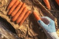 Farmer preparing organic homegrown carrots for farmer`s market