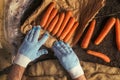 Farmer preparing organic homegrown carrots for farmer`s market