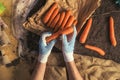 Farmer preparing organic homegrown carrots for farmer`s market