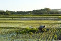 The farmer is preparing rice seeds