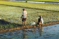 The farmer is preparing rice seeds