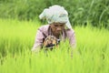 Farmer preparing rice sprouts