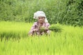 Farmer preparing rice sprouts