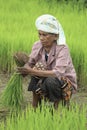 Farmer preparing rice sprouts