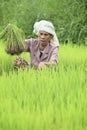 Farmer preparing rice sprouts