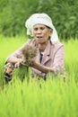 Farmer preparing rice sprouts