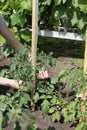 Farmer preparing supports plant tomatoes 30692