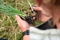 Farmer Preparing to Plant and Transplant Handful of Yellow Onions into the Organic and Sustainable Market Garden Soil Royalty Free Stock Photo