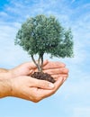 Farmer presenting olive tree