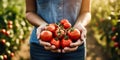 farmer presenting red juicy tomatoes