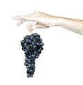 The farmer presents his harvest. A grape shows a bunch of grapes, a hand holds a bunch of black grapes, isolated on a white Royalty Free Stock Photo