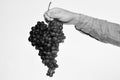 Farmer presents his harvest. Male hand holds bunch of grapes