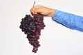 Farmer presents his harvest. Male hand holds bunch of grapes