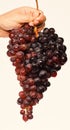 Farmer presents his harvest. Winegrower shows cluster of grapes.