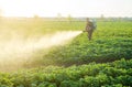 Farmer processing a potato plantation with a sprayer to protect from insect pests and fungal diseases. Reduced crop threat. Plant