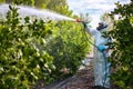 Farmer in protective clothes spray pesticides. Farm worker spray pesticide insecticide on fruit lemon trees. Ecological